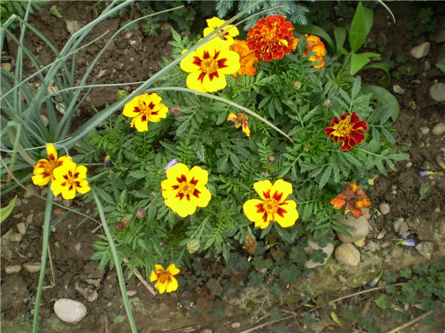 kadifica